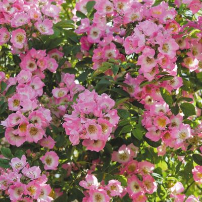 Ramblerrose 'Kew Rambler' Ramblerrose 'Kew Rambler'