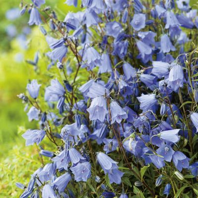 Zwerg-Glockenblume blau Zwerg-Glockenblume blau