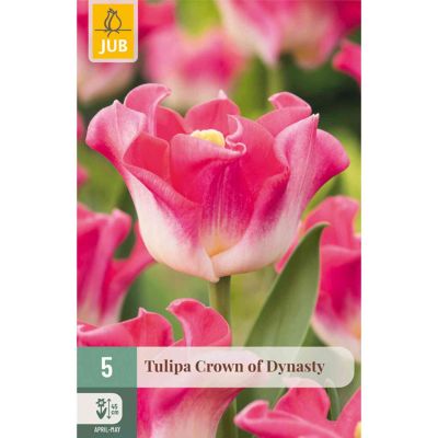 Coronet-Tulpe 'Crown of Dynasty' - 5 Stück