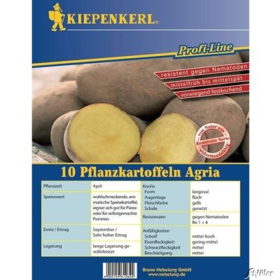 Pflanzkartoffel 'Agria' - 10 Stück Pflanzkartoffel 'Agria' - 10 Stück