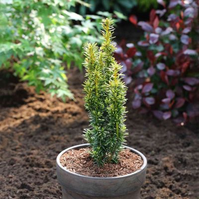 Gelbe Säulen-Eibe 'Fastigiata Aureomarginata'