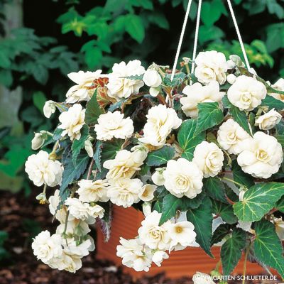 Wummi-Begonie 'Creme' - 3 Stück Wummi-Begonie 'Creme' - 3 Stück