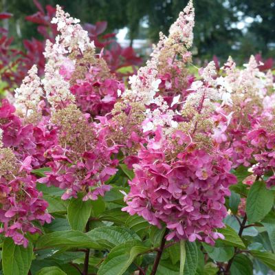 Rispenhortensie 'Pinky Winky®'