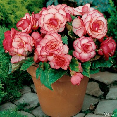 Begonie 'Bouton de Rose' - 3 Stück Begonie 'Bouton de Rose' - 3 Stück