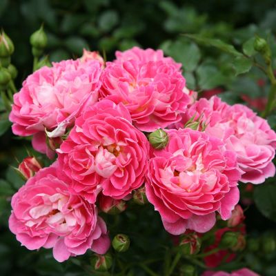Zwergrose 'Charmant®' - ADR-Rose Zwergrose 'Charmant®' - ADR-Rose