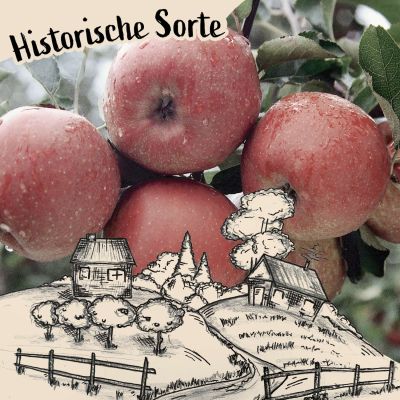 Winterapfel 'Celler Dickstiel'