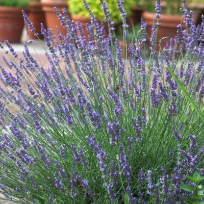 Lavendel 'Phenomenal (Niko)' Lavendel 'Phenomenal (Niko)'
