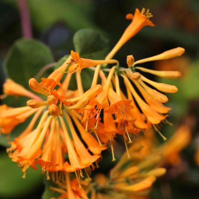 Goldgeißblatt / Jelängerjelieber