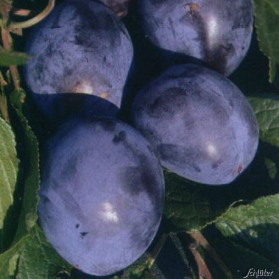 Selbstfruchtende Säulen-Pflaume 'Imperial' Selbstfruchtende Säulen-Pflaume 'Imperial'
