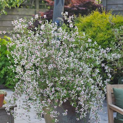 Zwerg-Jasmin 'Petite Perfume Pink' Zwerg-Jasmin 'Petite Perfume Pink'