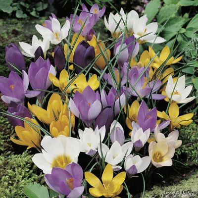 Botanische Krokusse 'Mischung' Botanische Krokusse 'Mischung'