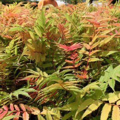 Fiederspiere 'Sem®'