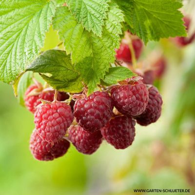 Sommerhimbeere 'Ottawa'