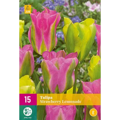 Viridiflora Tulpe 'Strawberry Lemonade®' - 12 Stück