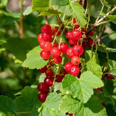 Rote Johannisbeere 'Rolan' Rote Johannisbeere 'Rolan'