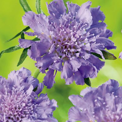 Scabiose 'Butterfly Blue'