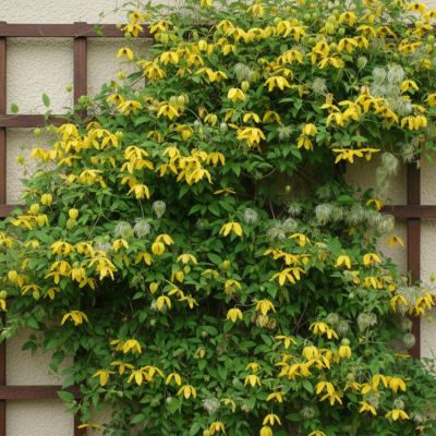 Clematis 'Golden Harvest'
