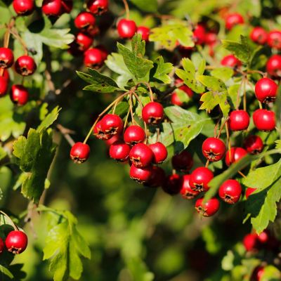 Eingriffeliger Weißdorn Eingriffeliger Weißdorn