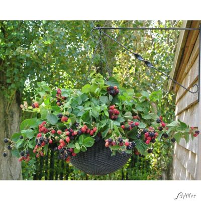 Topf-Brombeere 'Black Cascade' Topf-Brombeere 'Black Cascade'