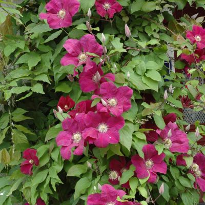 Clematis 'Rouge Cardinal' Clematis 'Rouge Cardinal'