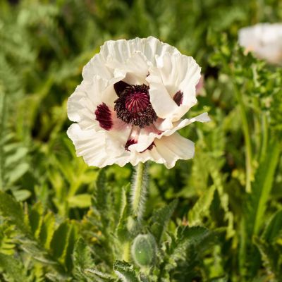 Türkischer Mohn 'Royal Wedding'