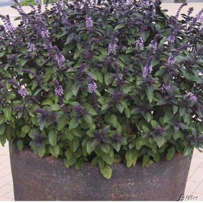 Strauchbasilikum 'Magic Blue' - 1 Pflanzen