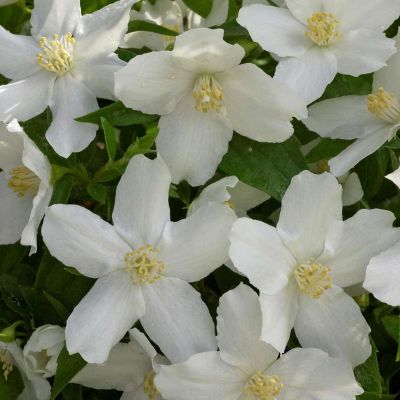 Pfeifenstrauch 'Silberregen' / Erdbeerjasmin C3-5 40 - 60 cm Pfeifenstrauch 'Silberregen' / Erdbeerjasmin