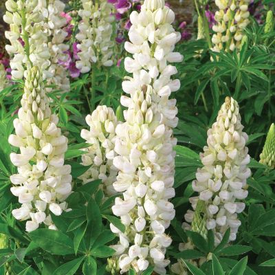 Gartenlupine 'Weiß' - 3 Stück Gartenlupine 'Weiß' - 3 Stück