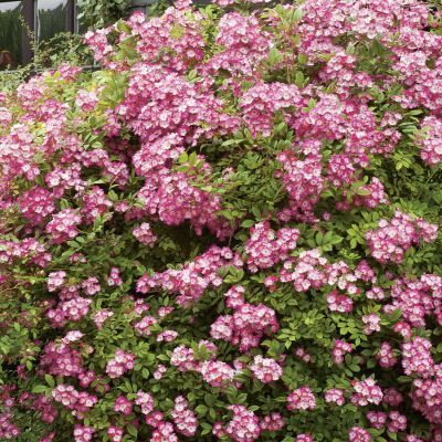 Historische Strauchrose 'Mozart®' Historische Strauchrose 'Mozart®'