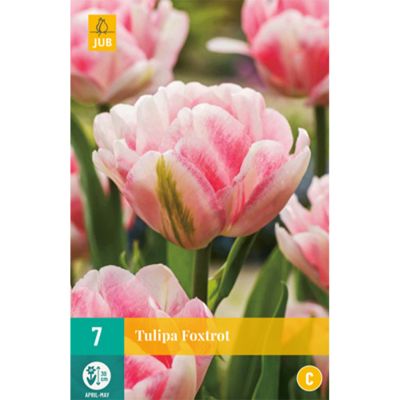 Gefüllte frühe Tulpe 'Foxtrot' - 7 Stück Gefüllte frühe Tulpe 'Foxtrot' - 7 Stück
