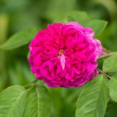 Historische Strauchrose 'Rose de Resht®' Historische Strauchrose 'Rose de Resht®'