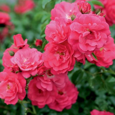 Bodendeckerrose 'Flower Carpet® Heidetraum®' ADR Bodendeckerrose 'Flower Carpet® Heidetraum®' ADR