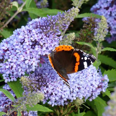 Zwerg-Schmetterlingsflieder 'BUZZ Sky Blue'