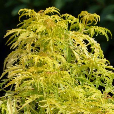 Trauben-Holunder 'Golden Lace'