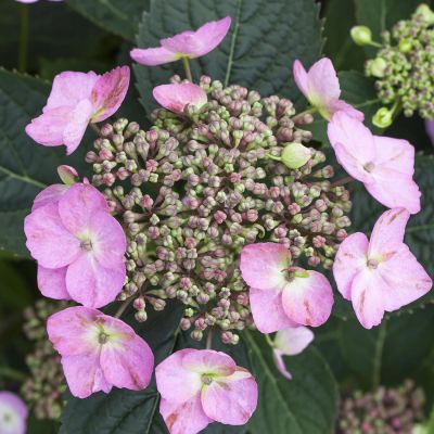 Tellerhortensie 'Cotton Candy' Tellerhortensie 'Cotton Candy'