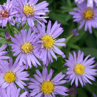 Kissen-Aster 'Blauer Gletscher'