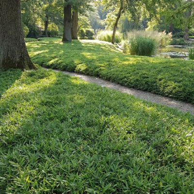 Bodendecker-Bambus 'Pygmaeus'