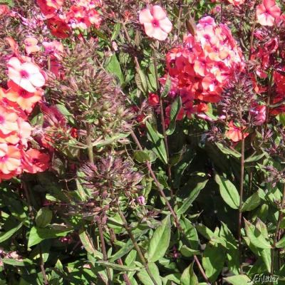 Edelphlox 'Adessa Orange'