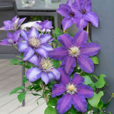 Clematis 'Three Sisters'®
