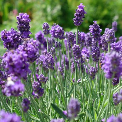 Lavendel 'Hidcote Blue'