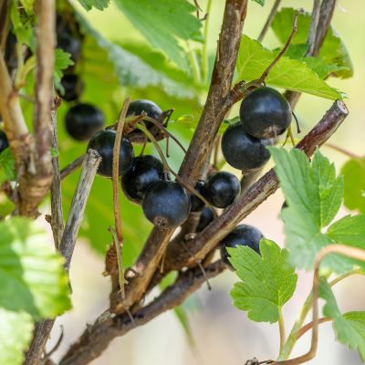 Schwarze Johannisbeere 'Öjebyn'