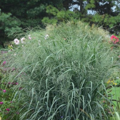 Ruten-Hirse 'Blue Fountain' Ruten-Hirse 'Blue Fountain'