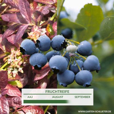 Heidelbeere 'Cabernet Splash' Heidelbeere 'Cabernet Splash'