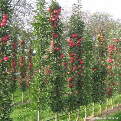 Säulenapfel 'Jucunda' Säulenapfel 'Jucunda'