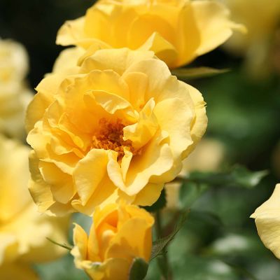 Beetrose 'Westart®' ADR Beetrose 'Westart®' ADR