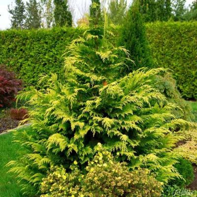 Gelbe Scheinzypresse 'Stardust' Gelbe Scheinzypresse 'Stardust'