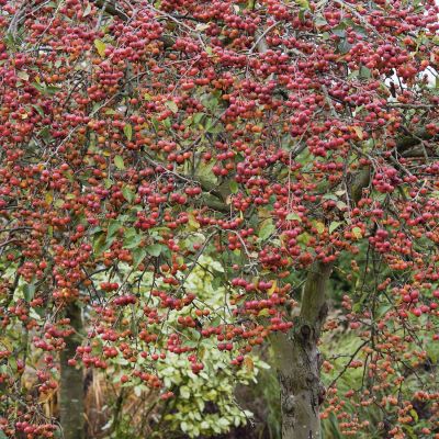 Zierapfel 'Red Sentinel'