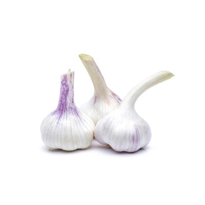 Knoblauchzwiebel 'Messidrome' - 3 Knollen Knoblauchzwiebel 'Messidrome' - 3 Knollen