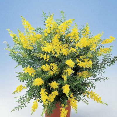 Edelginster 'Phebus'