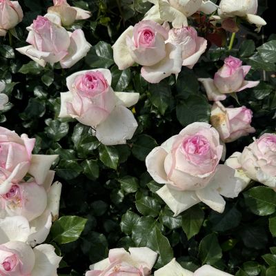 Edelrose 'Ragazza®'